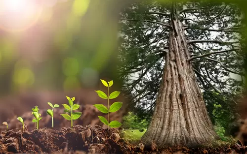 Drvo u razvoju